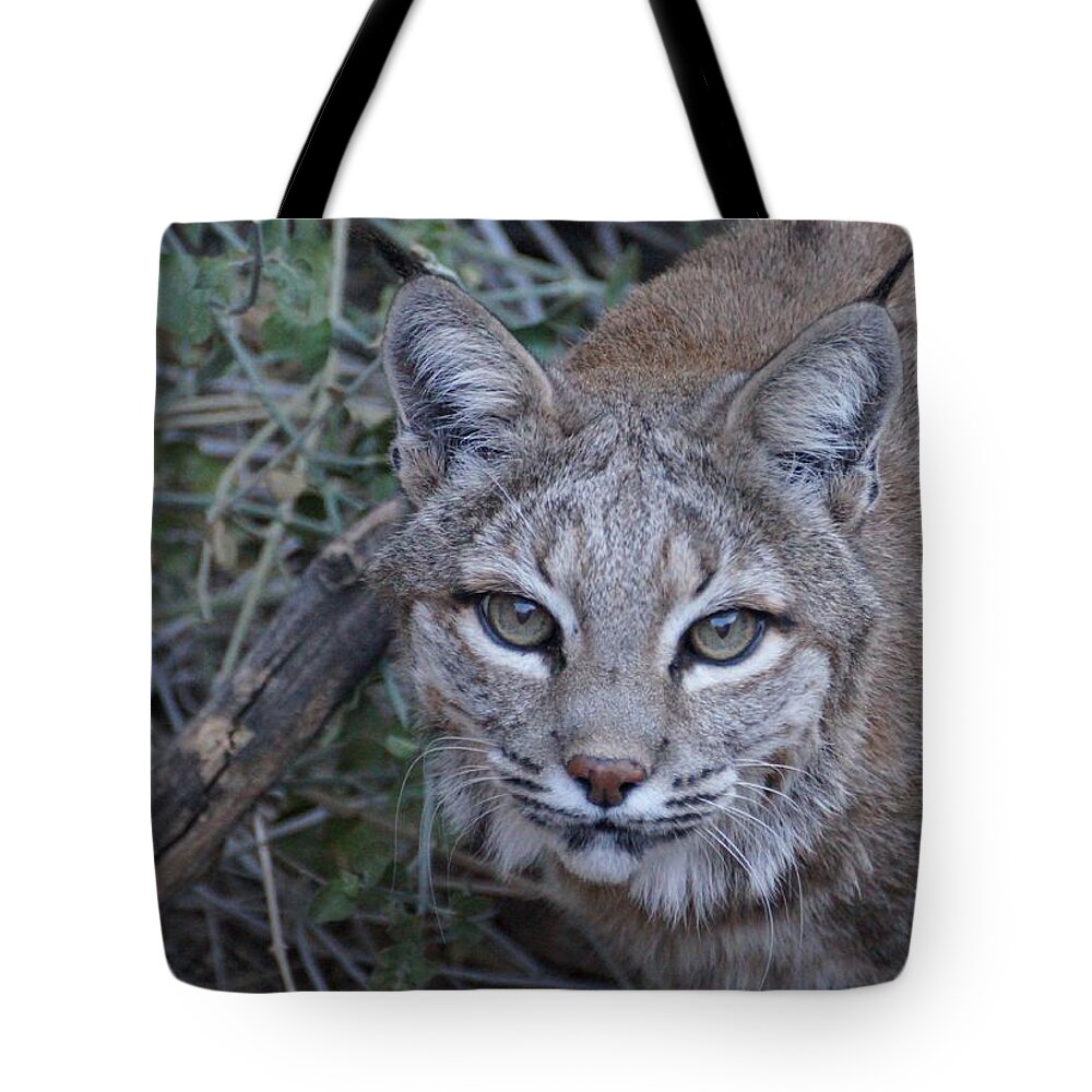 Animal Wildlife Tote Bag featuring the photograph Bobcat by Dennis Boyd
