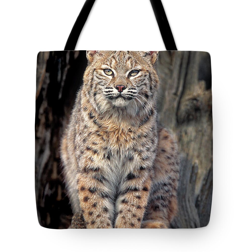 Dave Welling Tote Bag featuring the photograph Bobcat Felis Rufus Captive by Dave Welling