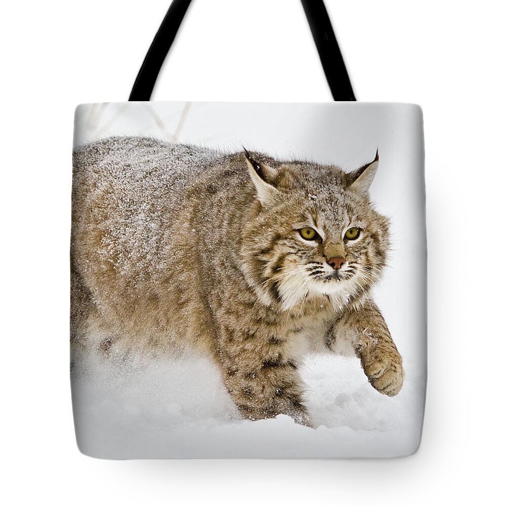 Bobcat Tote Bag featuring the photograph Bobcat in Snow by Jerry Fornarotto