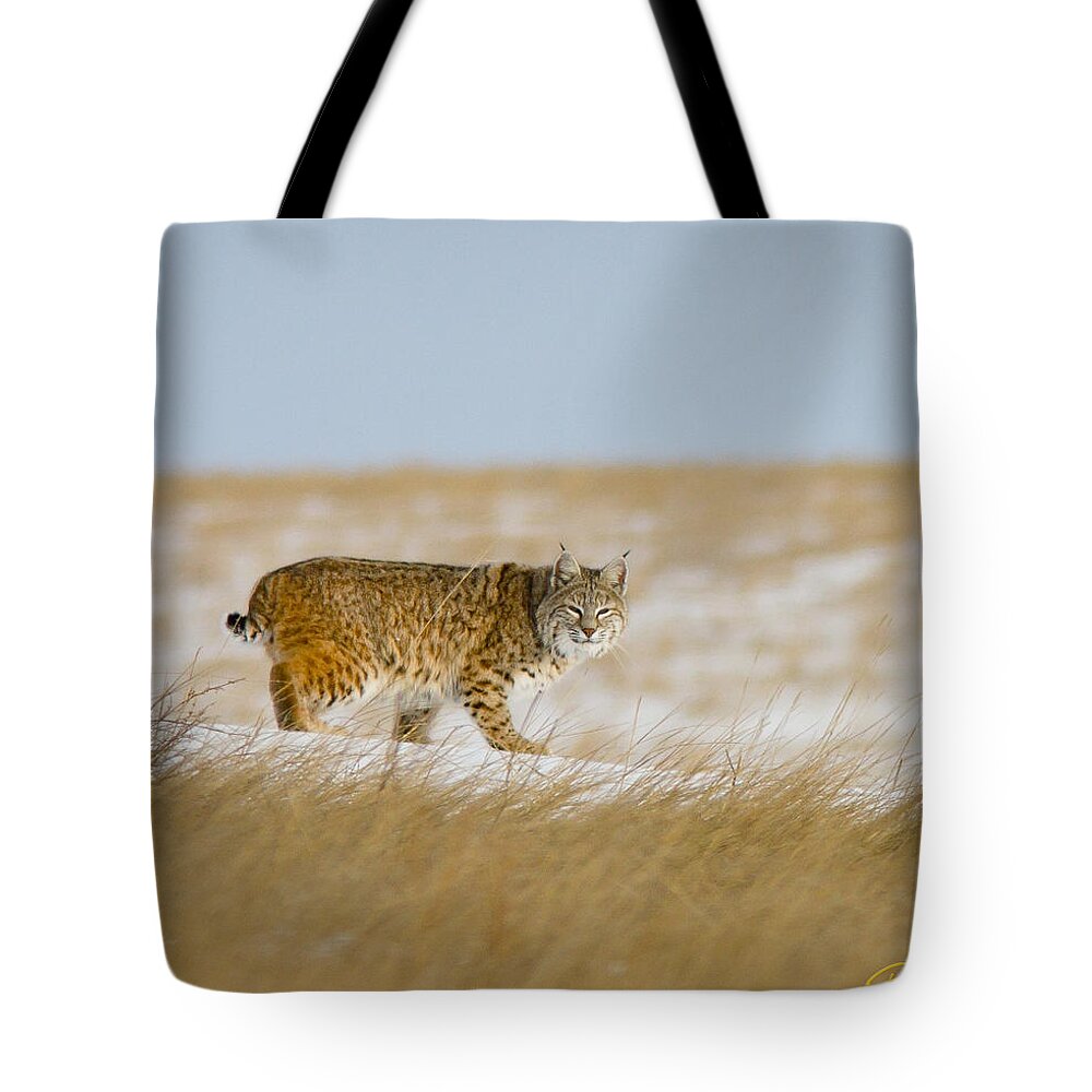 Animals Tote Bag featuring the photograph Bobcat in Sunlight by Rikk Flohr
