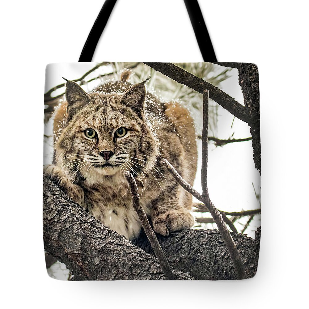 Categories Tote Bag featuring the photograph Bobcat in Winter by Dawn Key