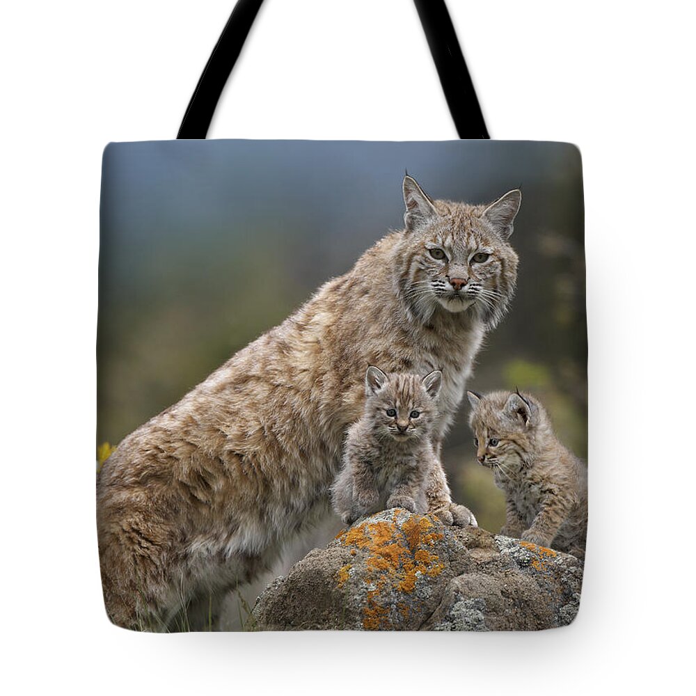 00177004 Tote Bag featuring the photograph Bobcat Mother And Kittens North America by Tim Fitzharris