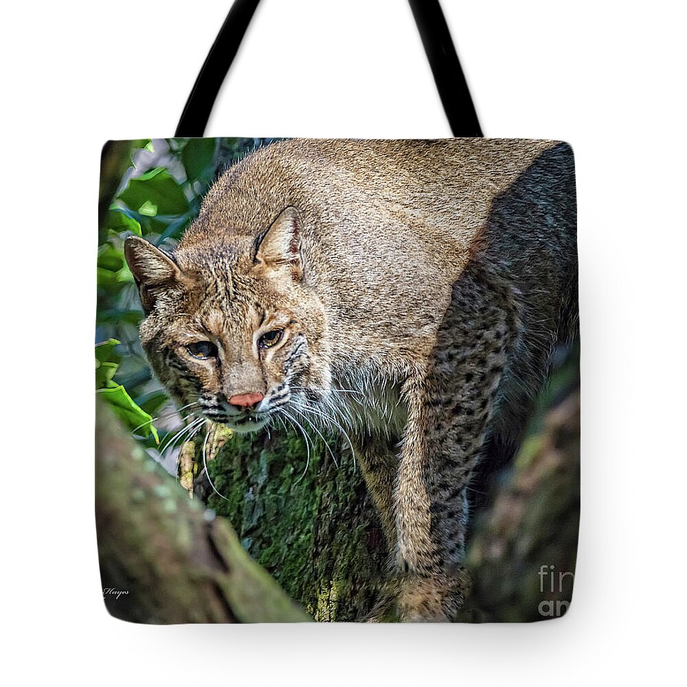 Nature Tote Bag featuring the photograph Bobcat On The Prowl by DB Hayes
