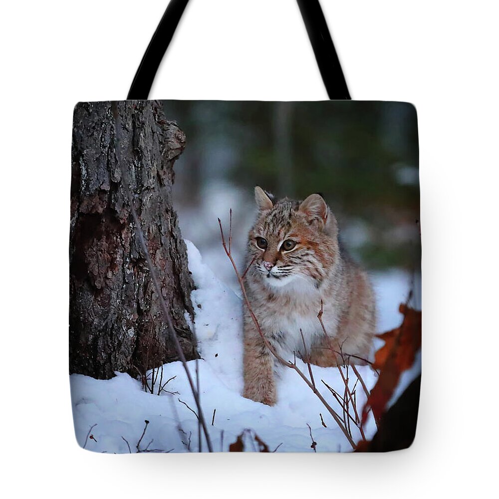 Bobcat Tote Bag featuring the photograph Bobcat Sneaking Around by Duane Cross