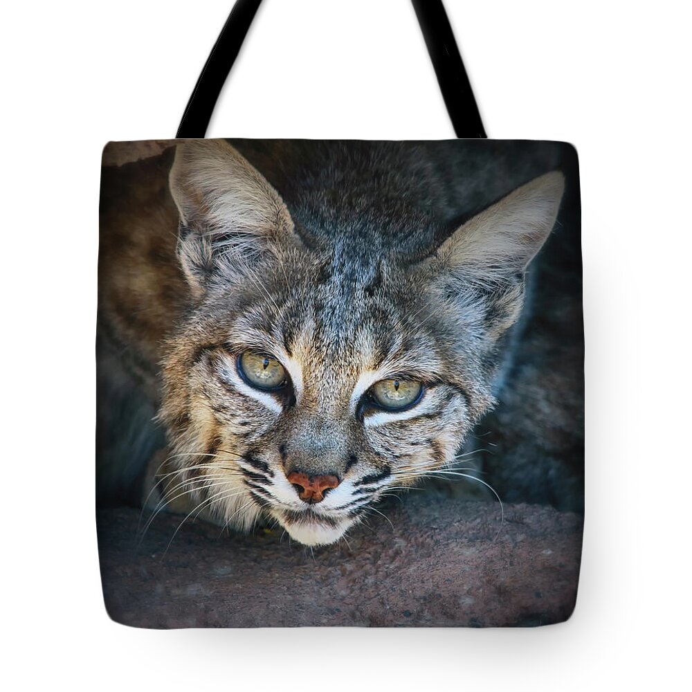 Bobcats Tote Bag featuring the photograph Bobcat Stare by Elaine Malott
