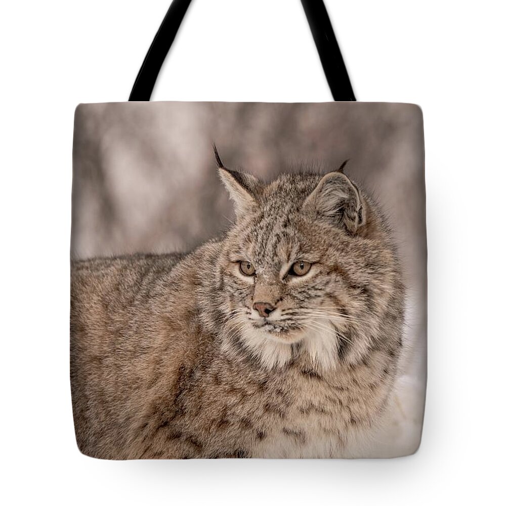 Bobcat Tote Bag featuring the photograph Bobcat study by Patricia Dennis