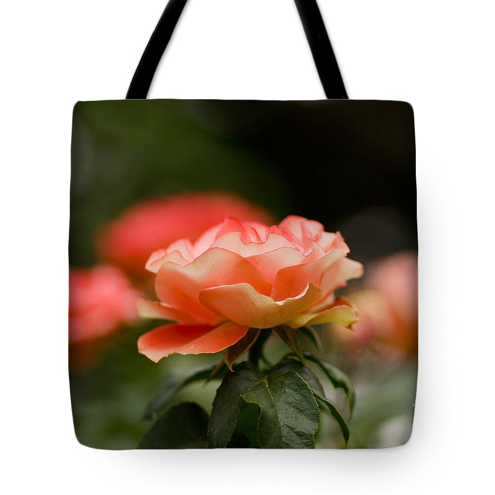 Oregon Tote Bag featuring the photograph Bokeh Roses by Nick Boren
