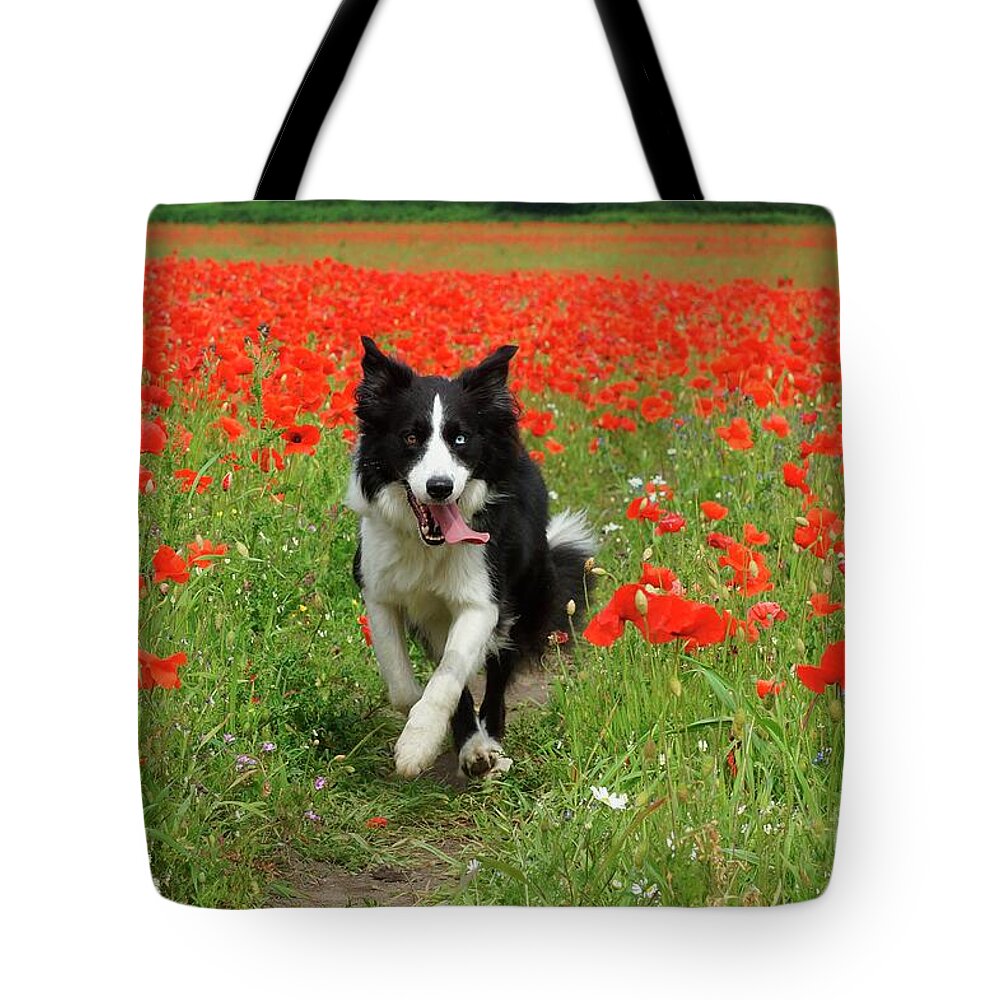 Dog Tote Bag featuring the photograph Border Collie in Poppy Field by David Birchall
