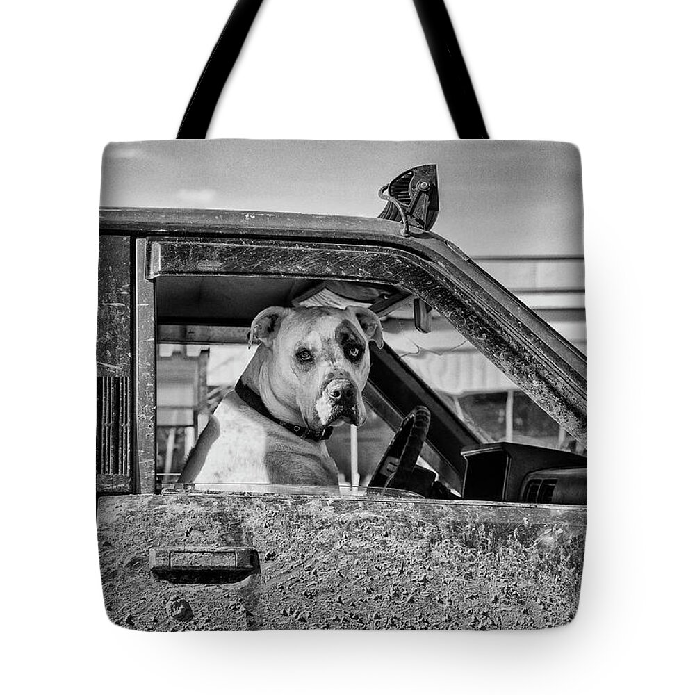  Dogs Tote Bag featuring the photograph Bored At The Big Box Store by Theresa Tahara