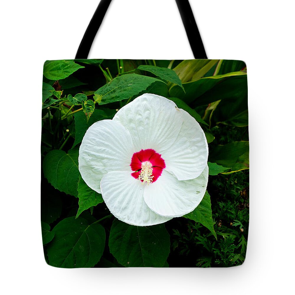 Boston Tote Bag featuring the photograph Boston Common Study 10 by Robert Meyers-Lussier