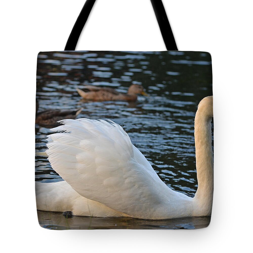 Boston Tote Bag featuring the photograph Boston Public Garden Swan amongst the ducks ruffled feathers by Toby McGuire