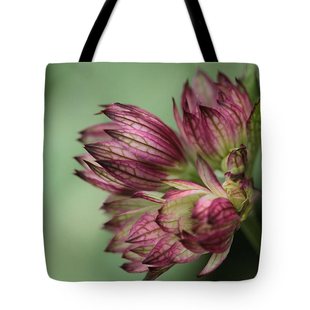 Connie Handsdcomb Tote Bag featuring the photograph Botanica .. New Beginnings by Connie Handscomb