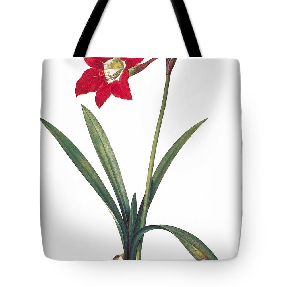 1800 Tote Bag featuring the photograph Botany: Lily by Granger