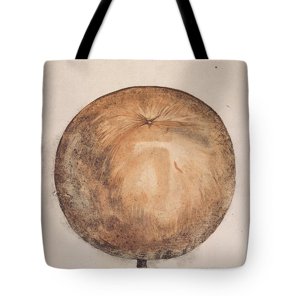 1585 Tote Bag featuring the photograph Botany: Mammee, 1585 by Granger