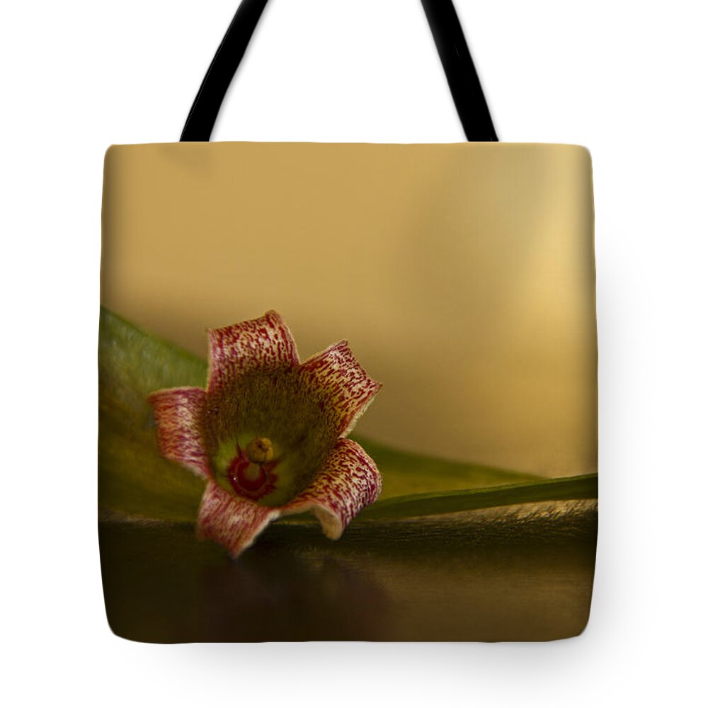 Brachychiton Tote Bag featuring the photograph Bottle Tree Flower by Kelly Holm