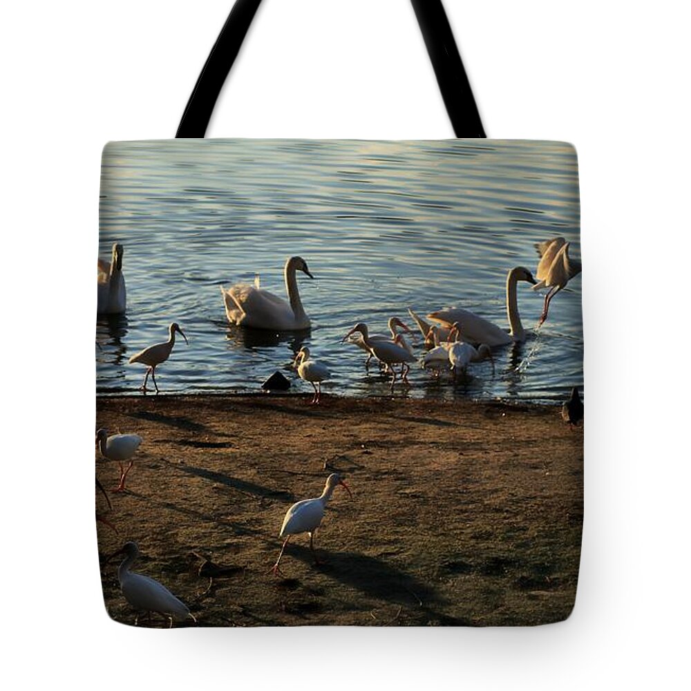 Marcia Lee Jones Tote Bag featuring the photograph Boy Feeding Swans and White Ibis by Marcia Lee Jones