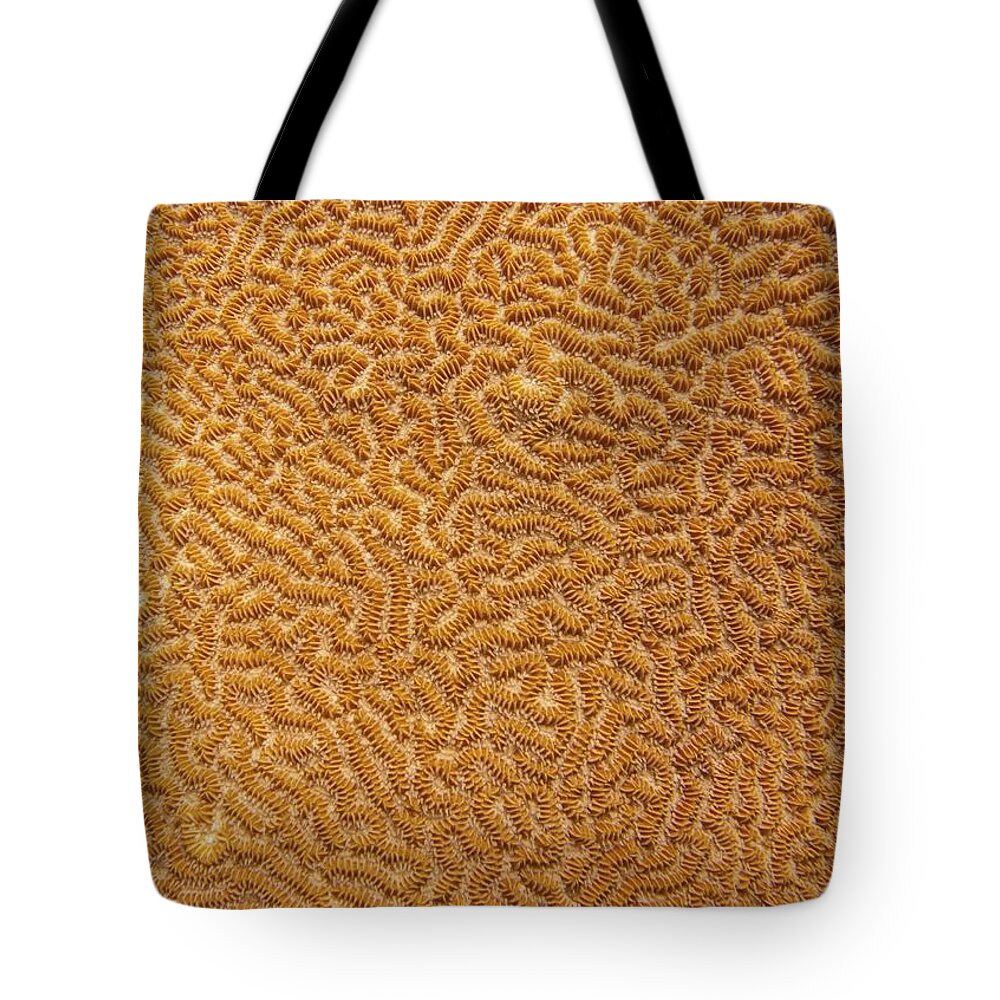Texture Tote Bag featuring the photograph Brain Coral 47 by Michael Fryd