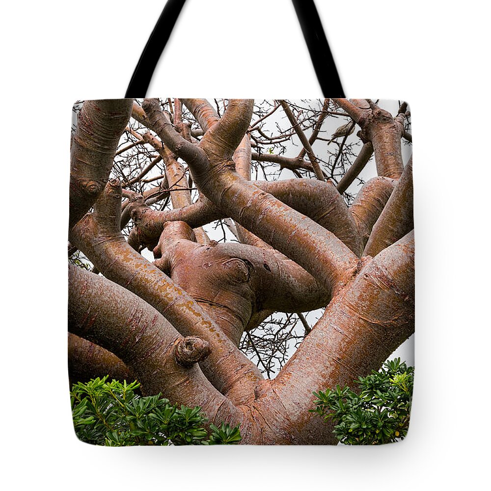 Tree Tote Bag featuring the photograph Gumbo Limbo or Coperwood tree by Les Palenik