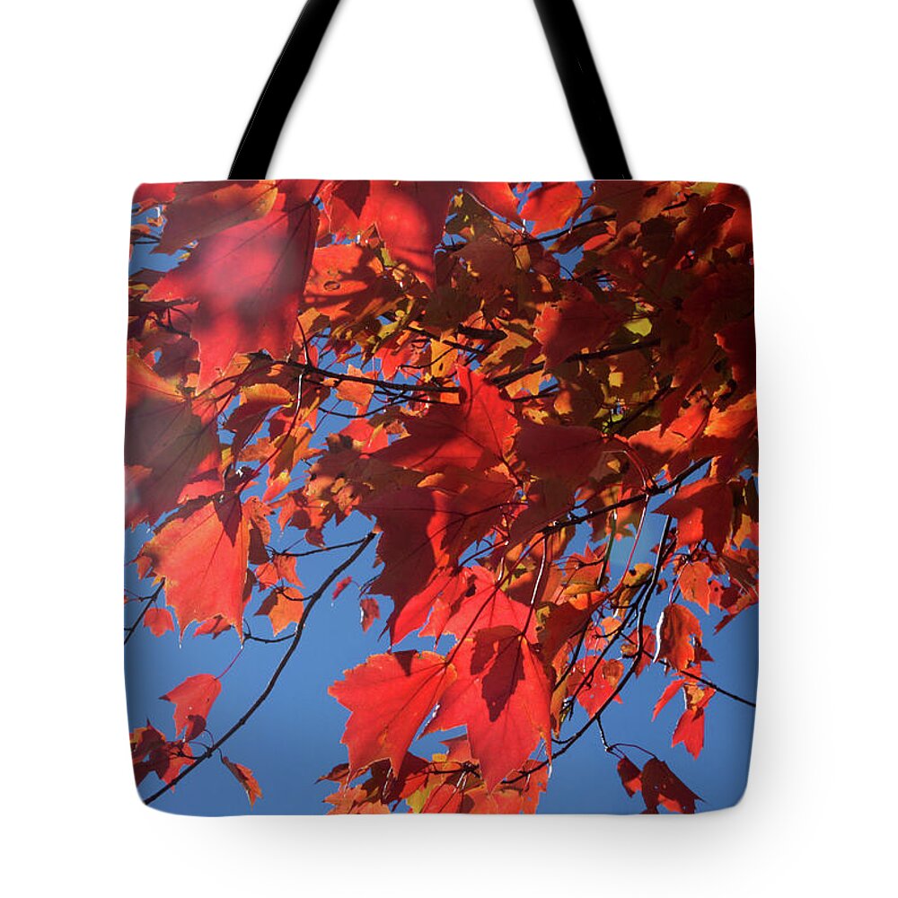 Dry Tote Bag featuring the photograph Branches of red maple leaves on clear sky background by Emanuel Tanjala