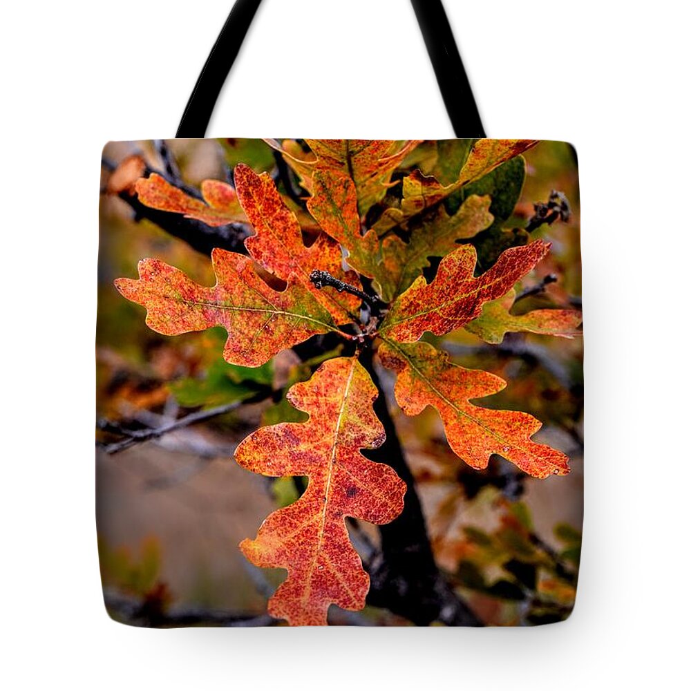 Oak Tote Bag featuring the photograph Branching Oak by Michael Brungardt