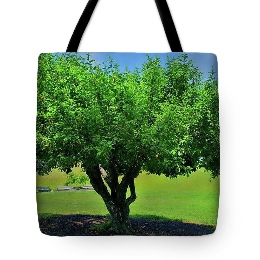 Tree Tote Bag featuring the photograph Branching Out by Dani McEvoy