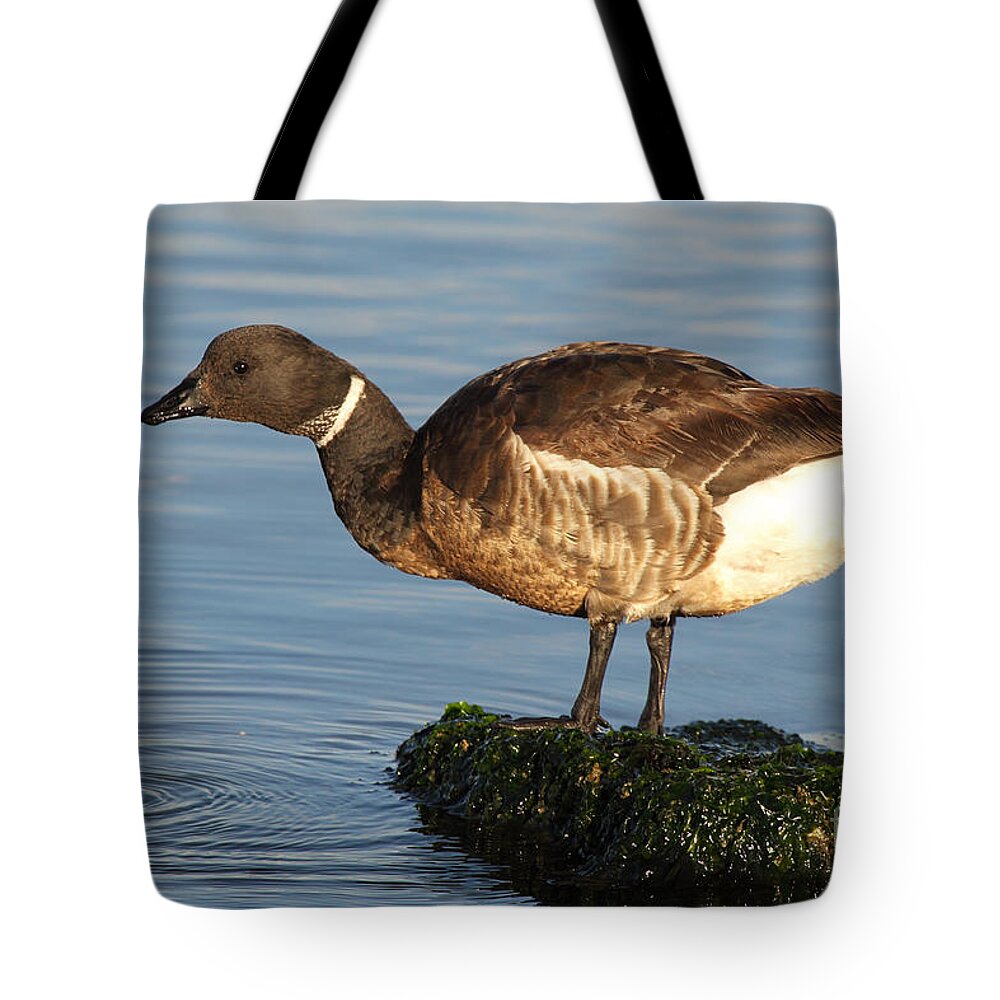 Bird Tote Bag featuring the photograph Brant Leaning Over Water by Max Allen
