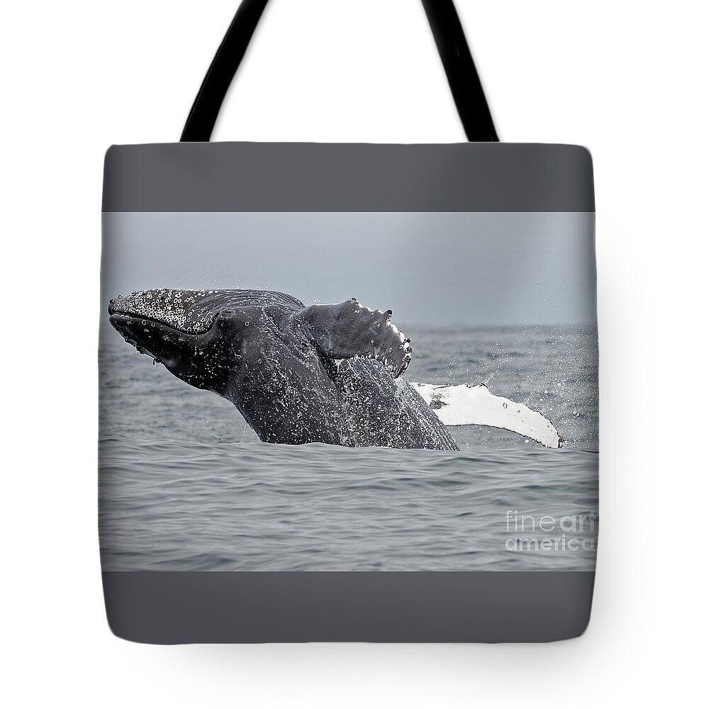 Humpback Tote Bag featuring the photograph Breach by Natural Focal Point Photography