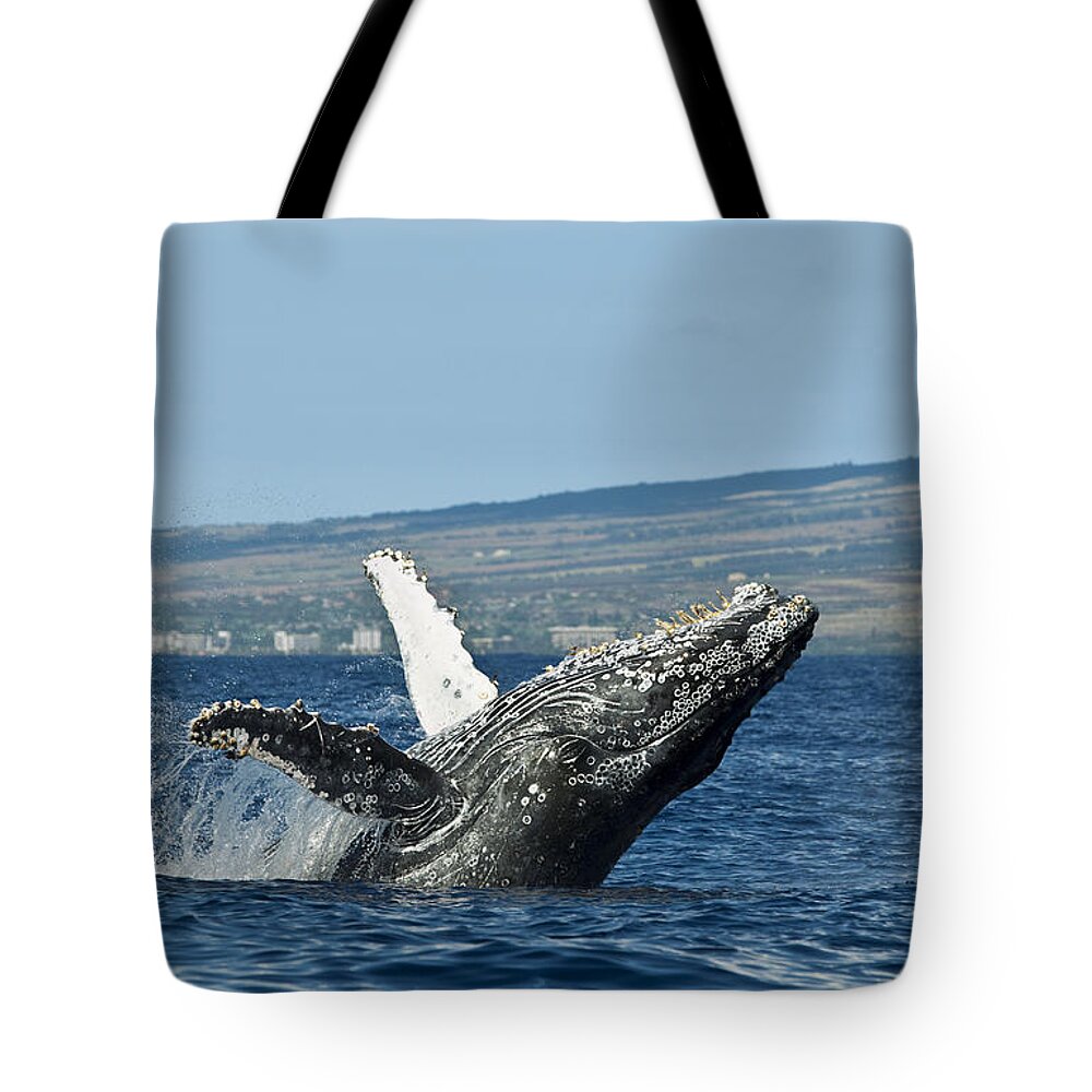 Above Tote Bag featuring the photograph Breach near Maui I by Dave Fleetham - Printscapes