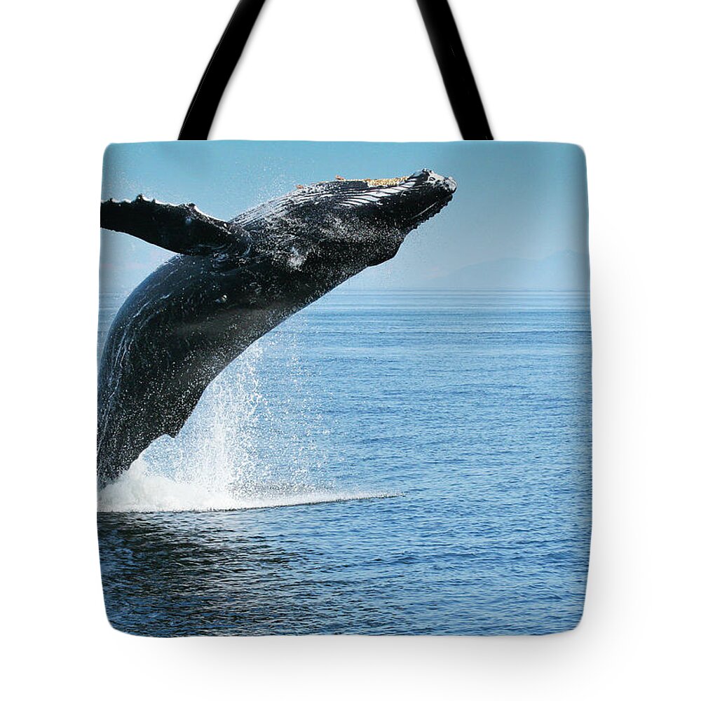 Alaska Tote Bag featuring the photograph Breaching Humpback Whale by Dorothy Darden