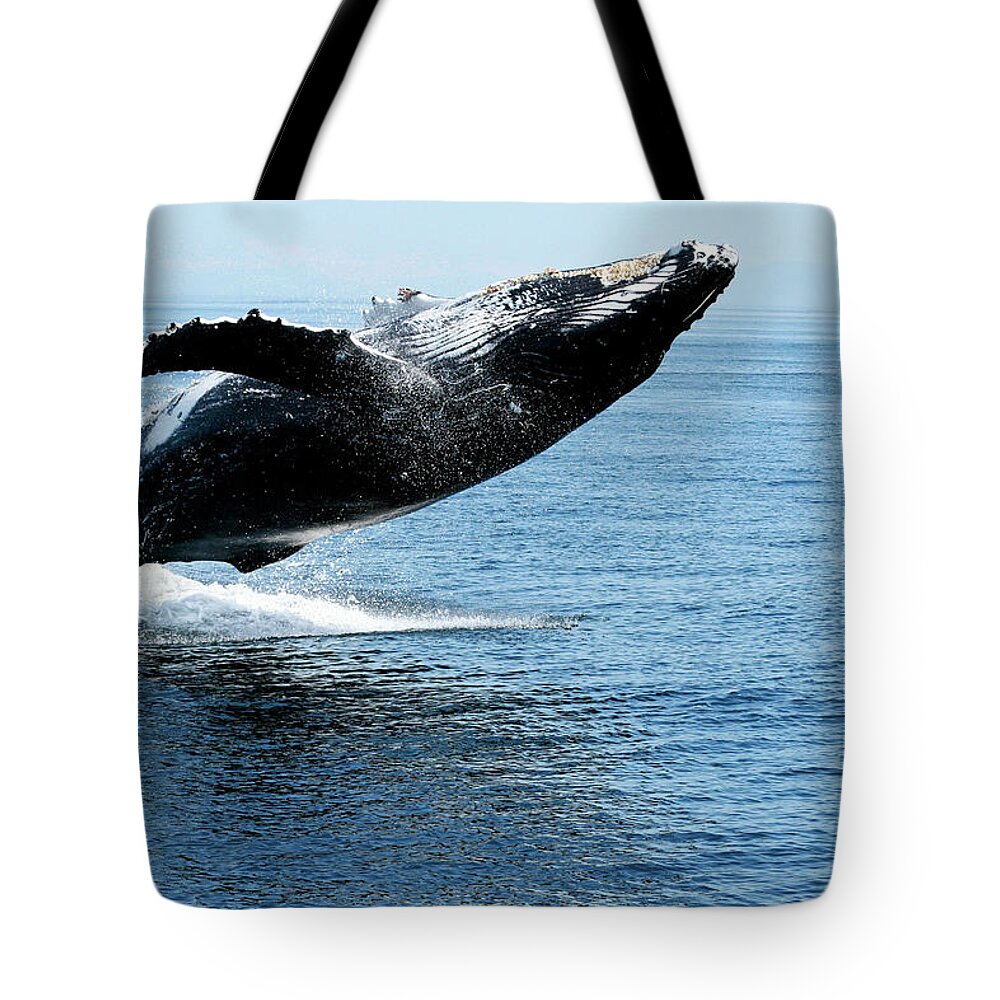 Alaska Tote Bag featuring the photograph Breaching humpback whales Happy-2 by Steve Darden