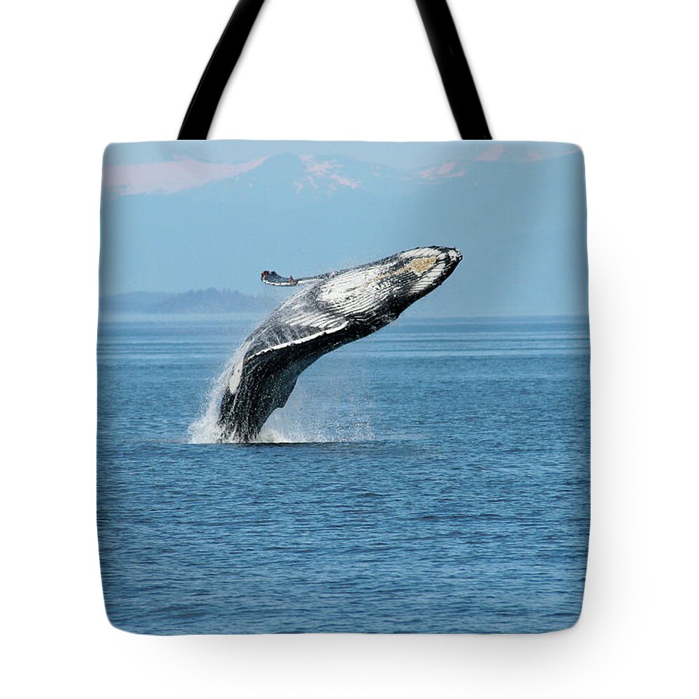 Alaska Tote Bag featuring the photograph Breaching humpback whales Happy-3 by Steve Darden