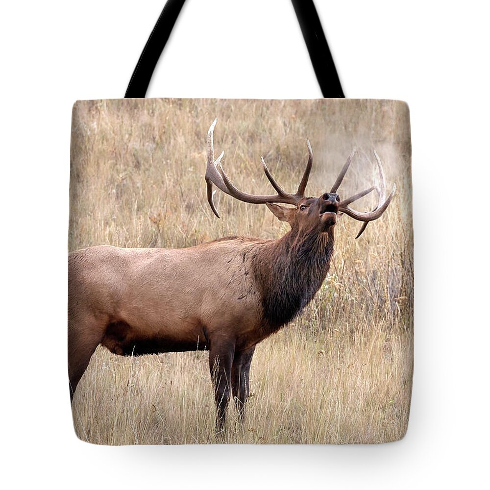 Bull Elk Tote Bag featuring the photograph Breath of Autumn by Jack Bell