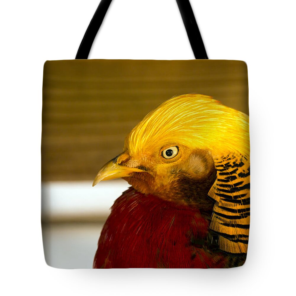 Bird Tote Bag featuring the photograph Bright Bird by Travis Rogers