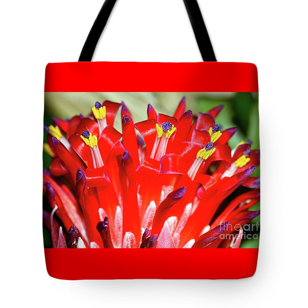 Bright Blooming Bromeliad Tote Bag featuring the photograph Bright Blooming Bromeliad by Kaye Menner by Kaye Menner