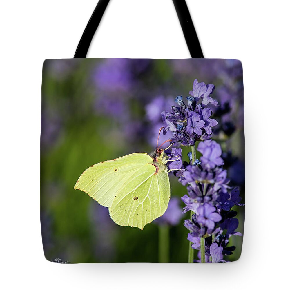 Brimstone Tote Bag featuring the photograph Brimstone butterfly and the lavender by Torbjorn Swenelius