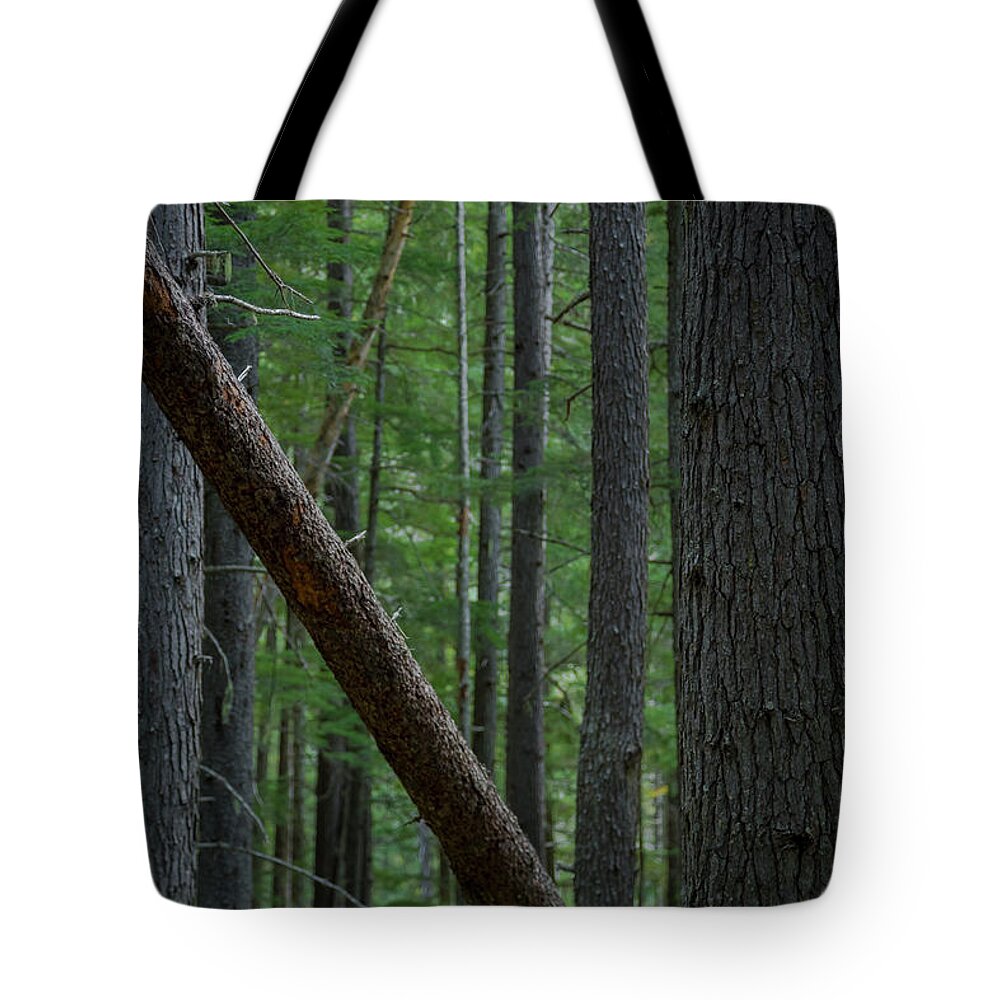 British Columbia Tote Bag featuring the photograph British Columbia Forest by Ryan Heffron