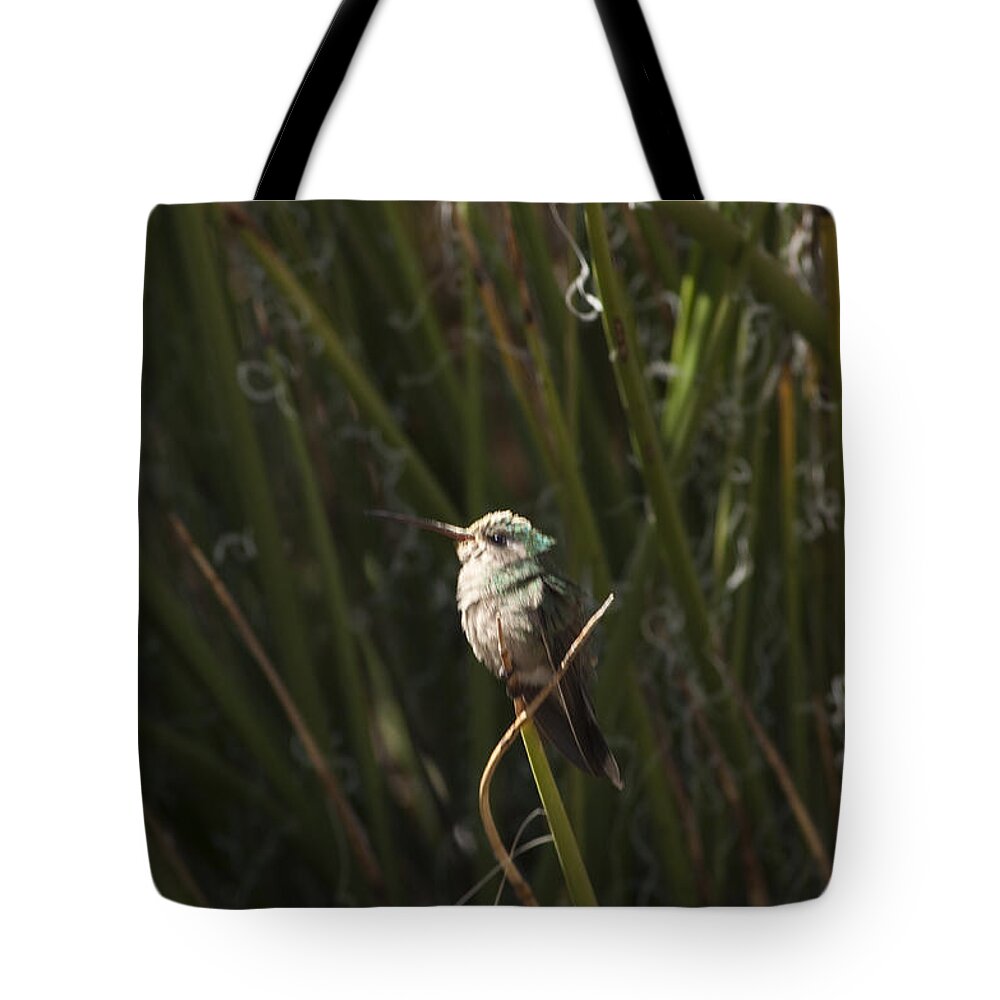 Arizona Tote Bag featuring the photograph Broad Billed Humming Bird fem by Daniel Hebard