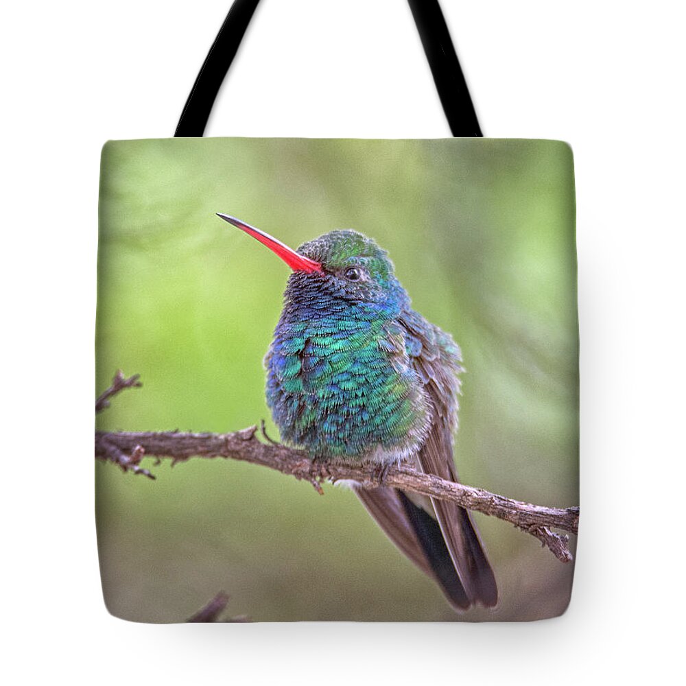 Broad Tote Bag featuring the photograph Broad-billed Hummingbird 3652 by Tam Ryan