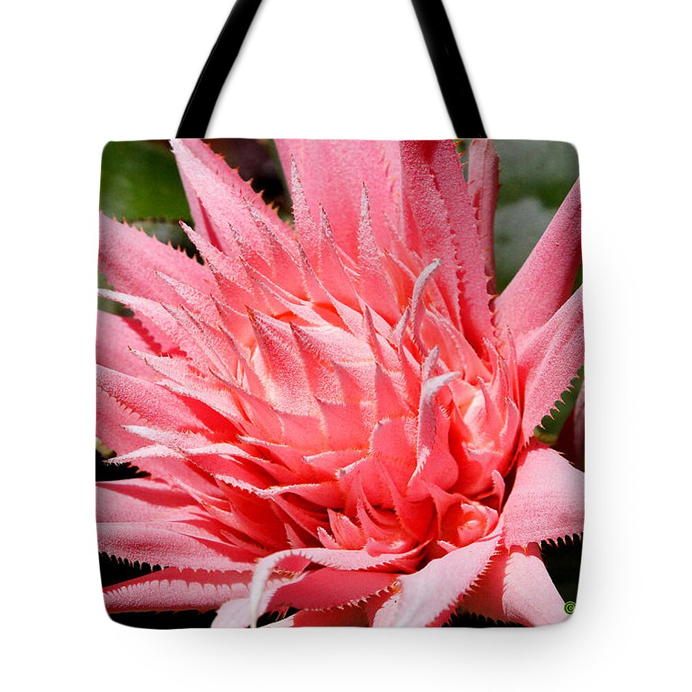 Everett Spruill Tote Bag featuring the photograph Bromiliad 1 by Everett Spruill