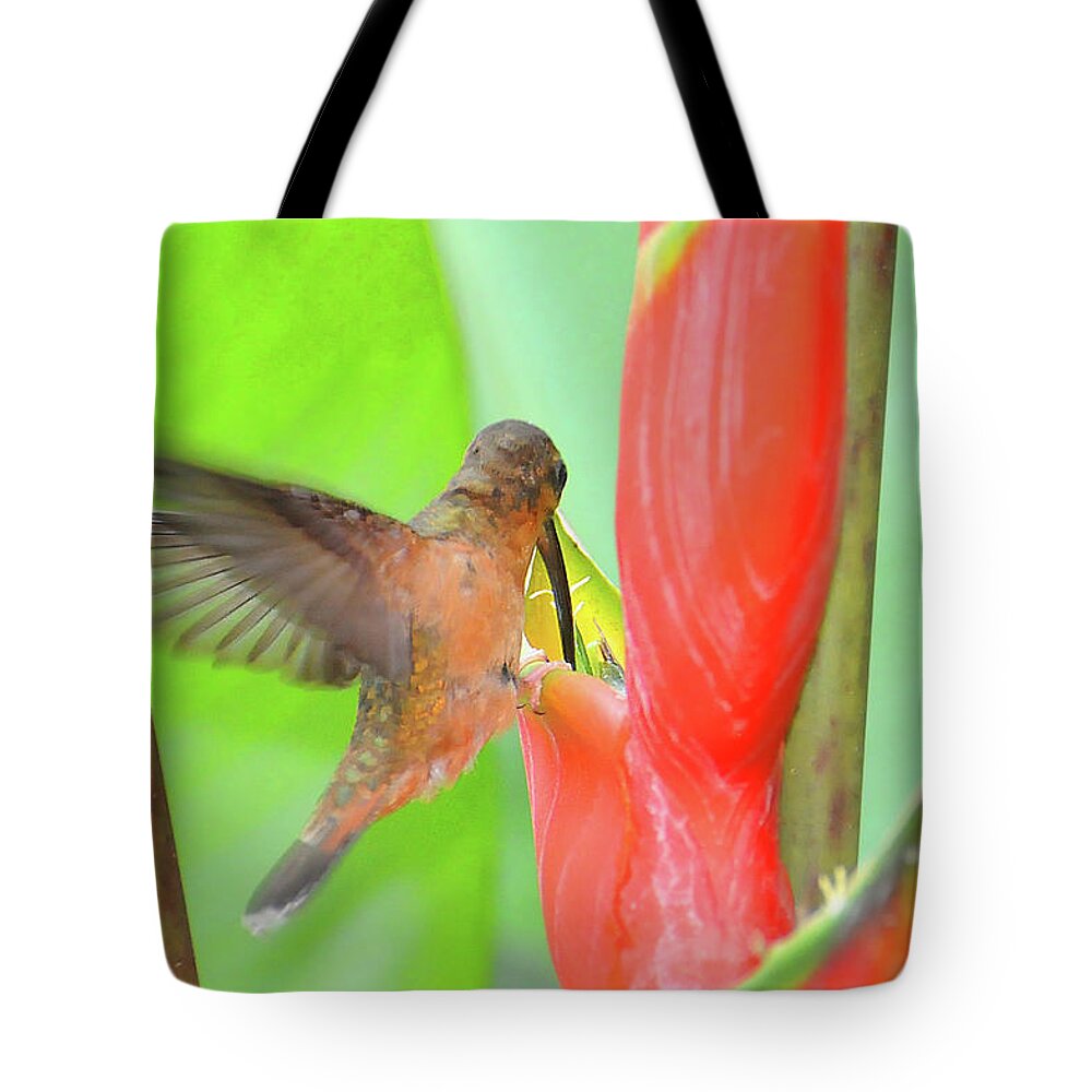 Heliconia Tote Bag featuring the photograph Bronzy Hermit on Heliconia by Ted Keller
