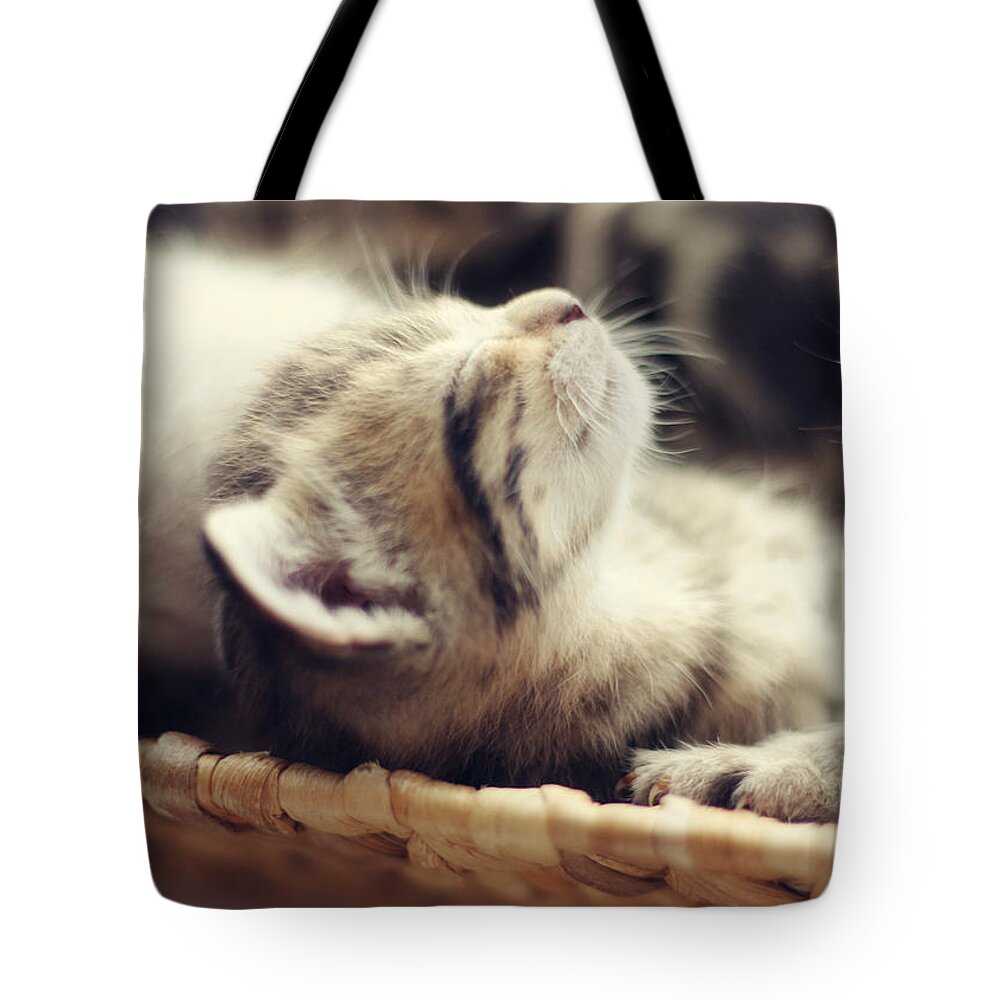 Kitten Photography Tote Bag featuring the photograph Brotherly Love by Amy Tyler