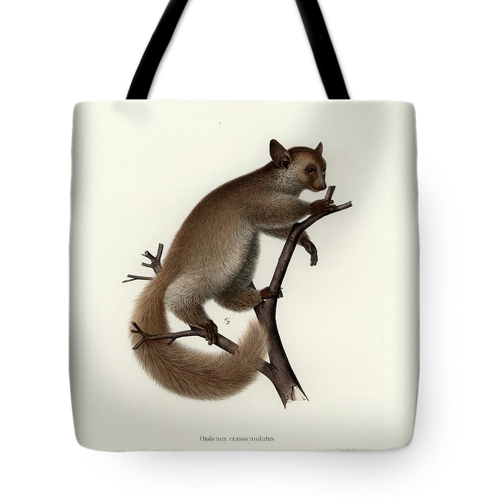 Otolemur Crassicaudatus Tote Bag featuring the drawing Brown Greater Galago or Thick-tailed Bushbaby by Hugo Troschel and J D L Franz Wagner