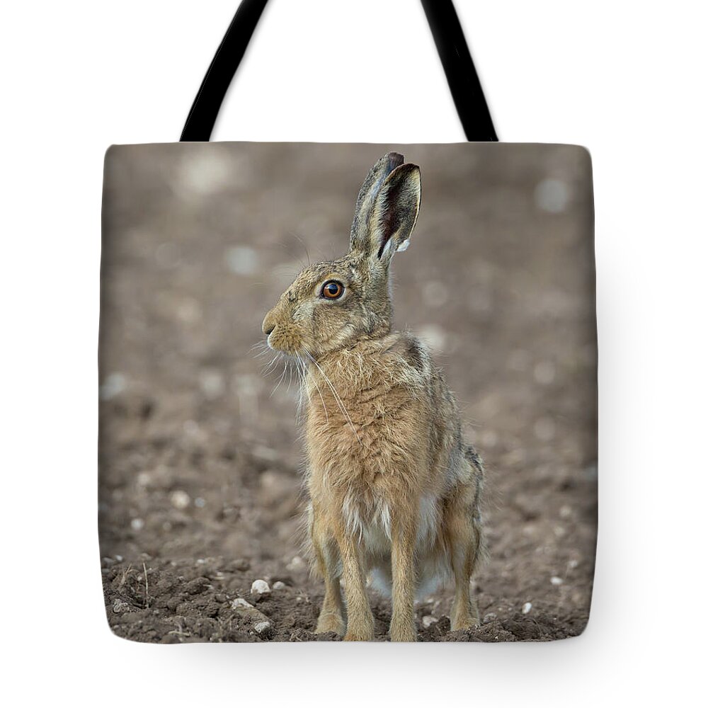 Brown Tote Bag featuring the photograph Brown Hare On Ploughed Field by Pete Walkden
