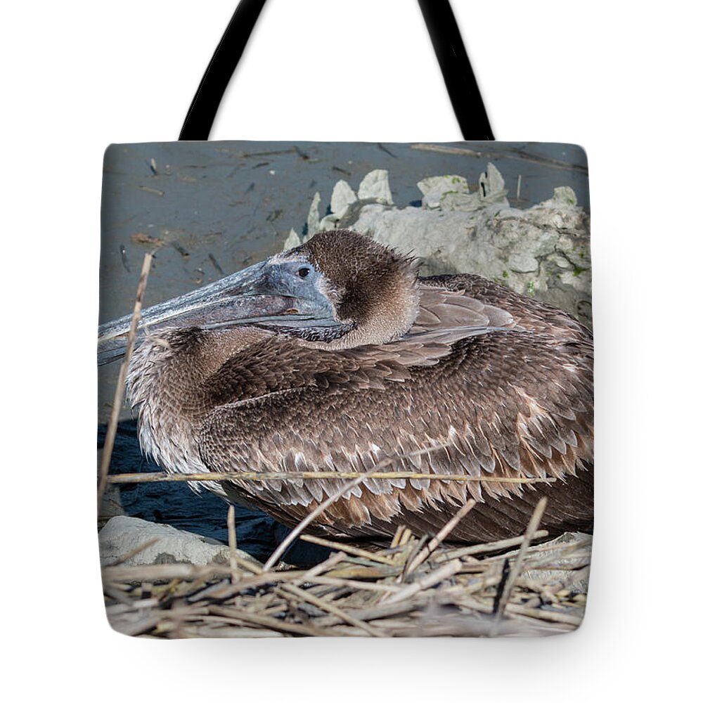 Pelican Tote Bag featuring the photograph Brown Pelican 3 March 2018 by D K Wall