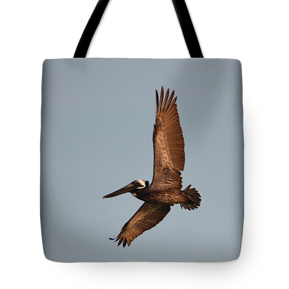 Florida Tote Bag featuring the photograph Brown Pelican In Flight No. 2 by Janice Adomeit