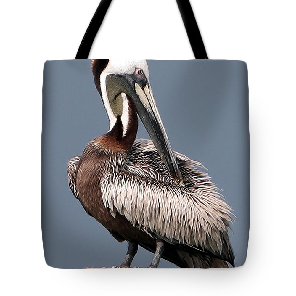 Brown Pelican Tote Bag featuring the photograph Brown Pelican by Ken Barrett