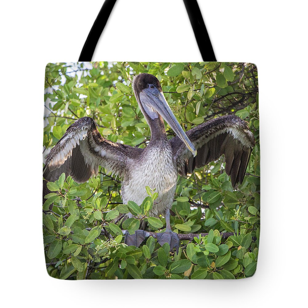 Birds Tote Bag featuring the photograph Brown Pelican, Santa Cruz, Galapagos by Venetia Featherstone-Witty