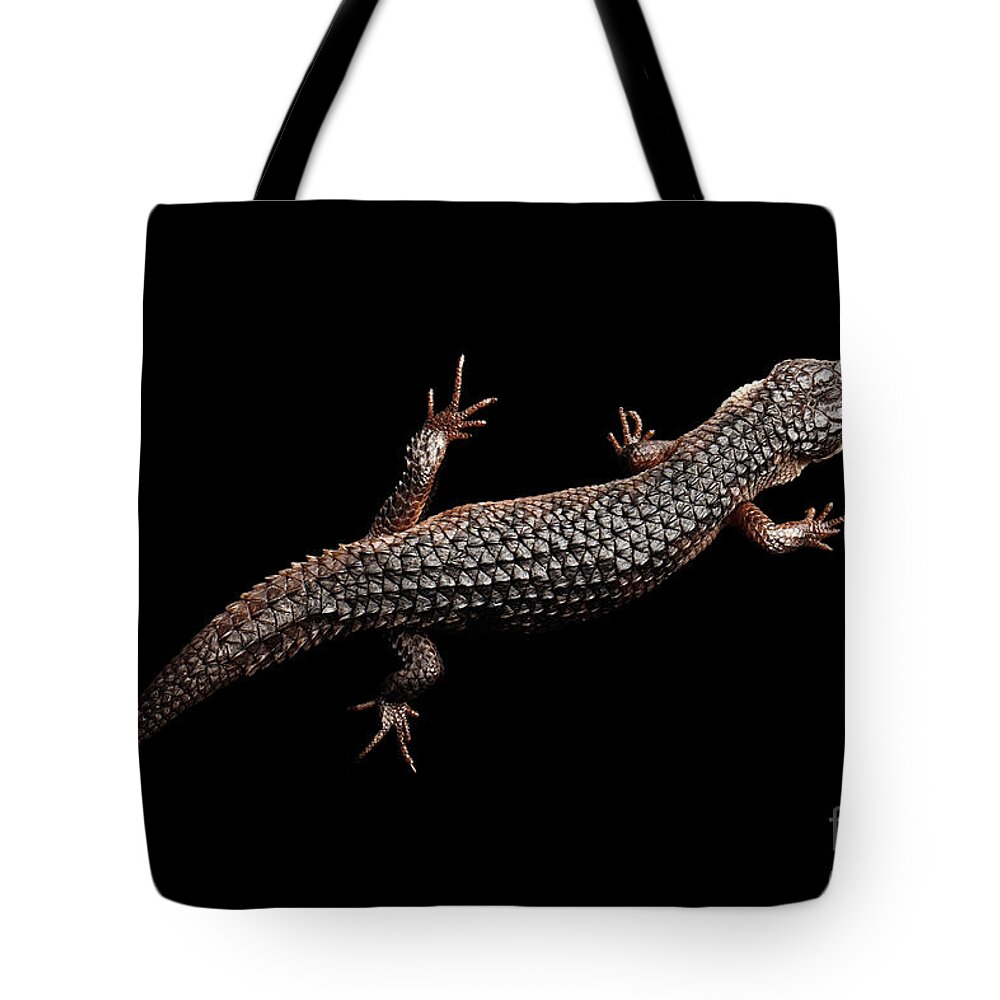 Reptile Tote Bag featuring the photograph Brown Skink, Tropidophorus Baconi On Isolated Black by Sergey Taran