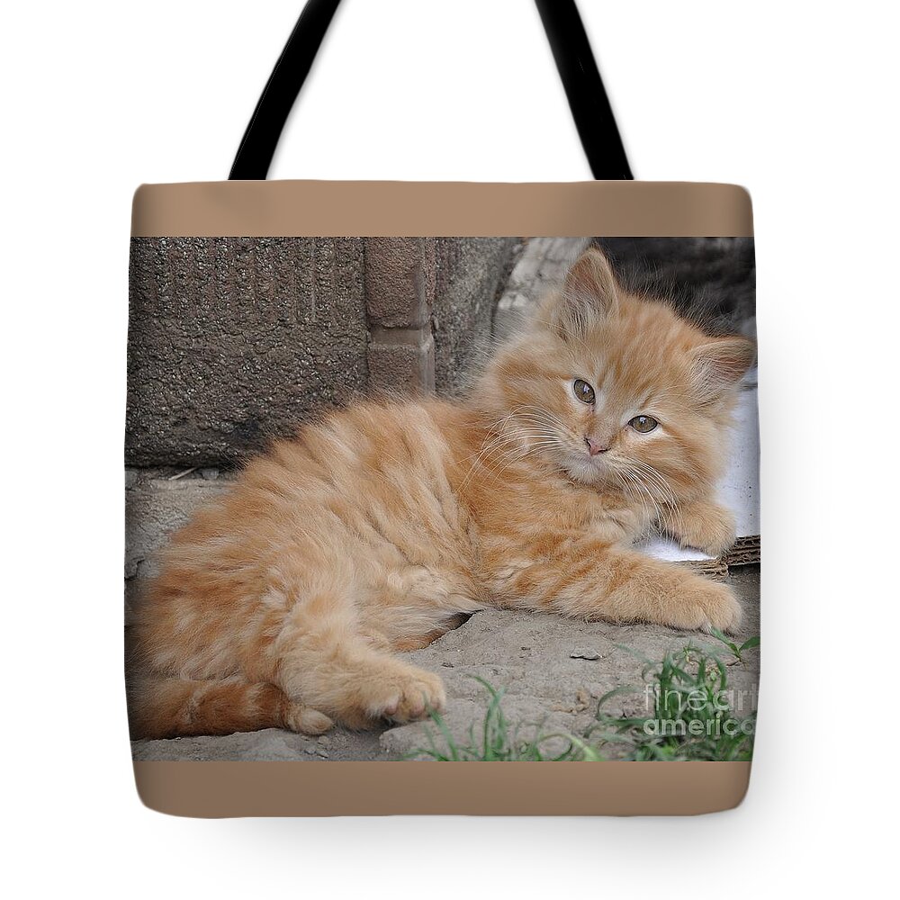 Kittens Tote Bag featuring the photograph Bruce by Reb Frost
