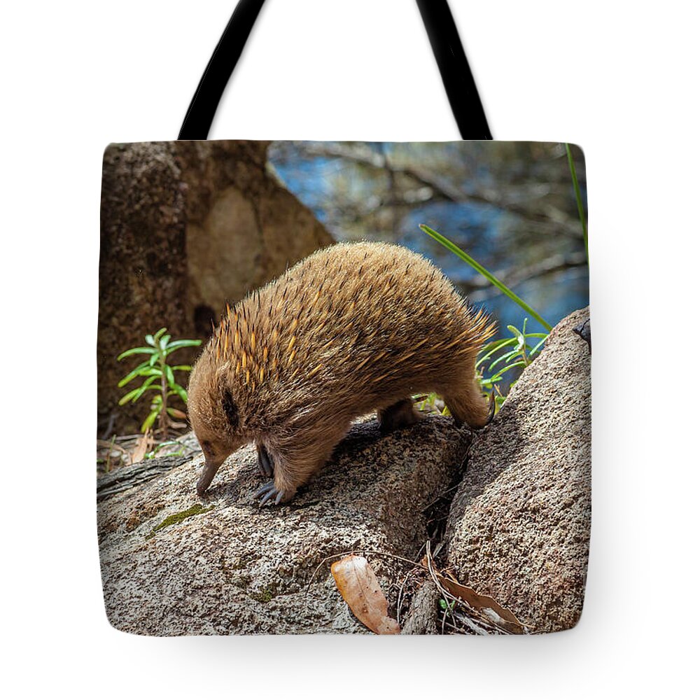 Echidna Tote Bag featuring the pyrography Bruny Island Echidna by Benny Marty